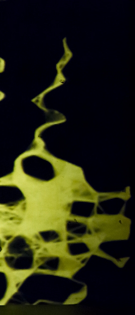 Dos meus olhos saem rosas