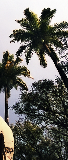 Passeata de Bonec&otilde;es