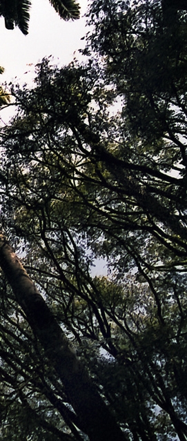 Passeata de Bonec&otilde;es