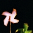 El Molinete