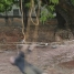 Coreografia de cordel